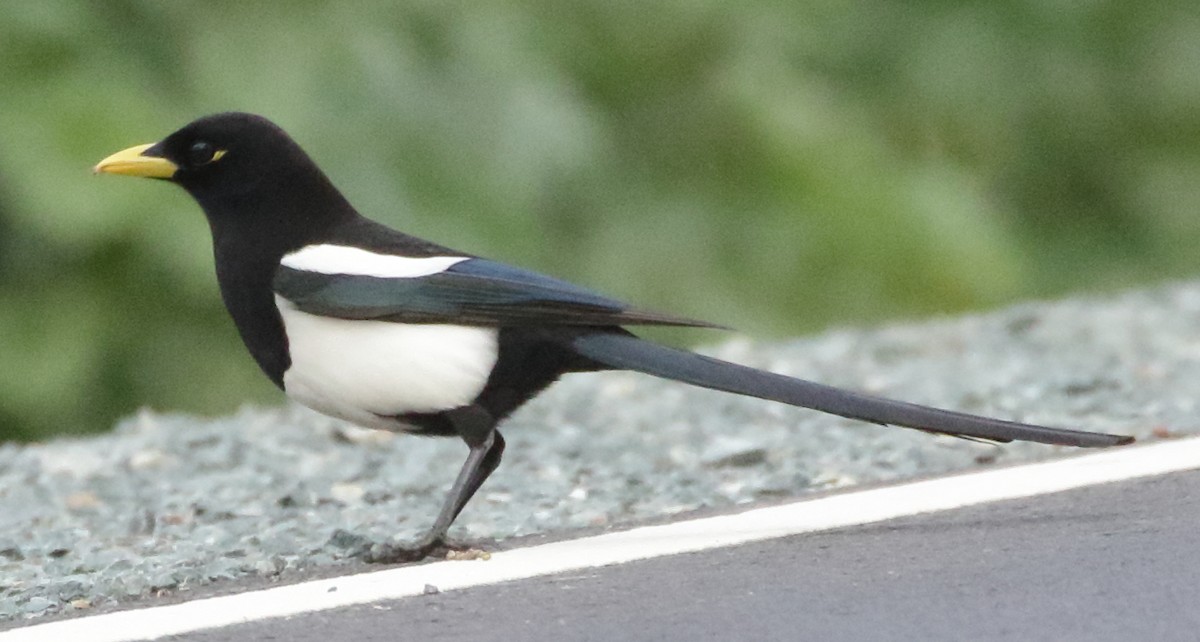 Yellow-billed Magpie - ML451765011