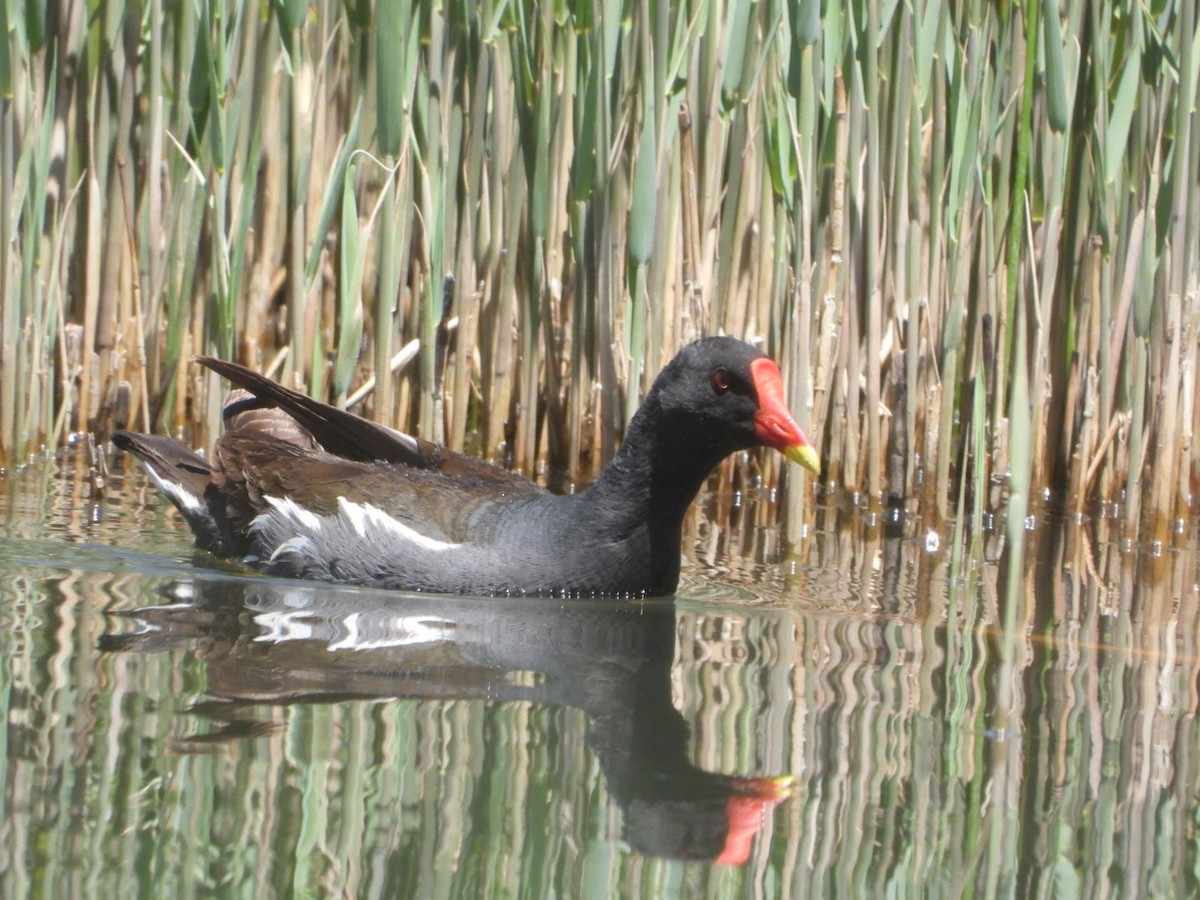 Eurasian Moorhen - ML451765061