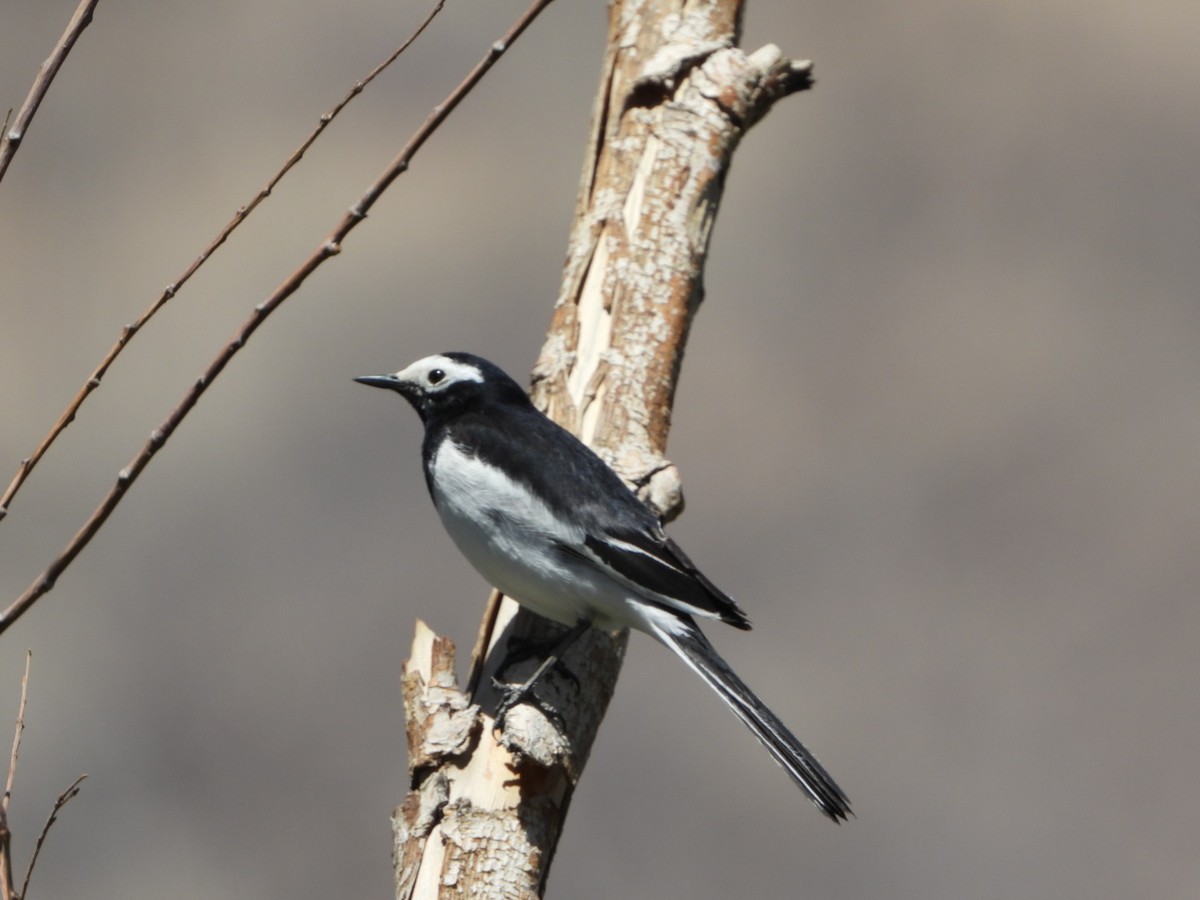 White Wagtail - ML451765381