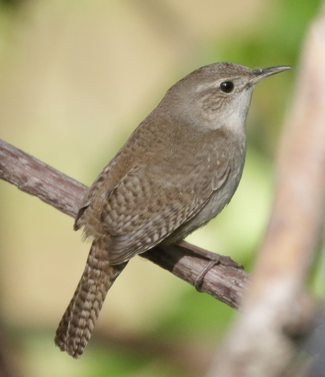 House Wren - ML451765611