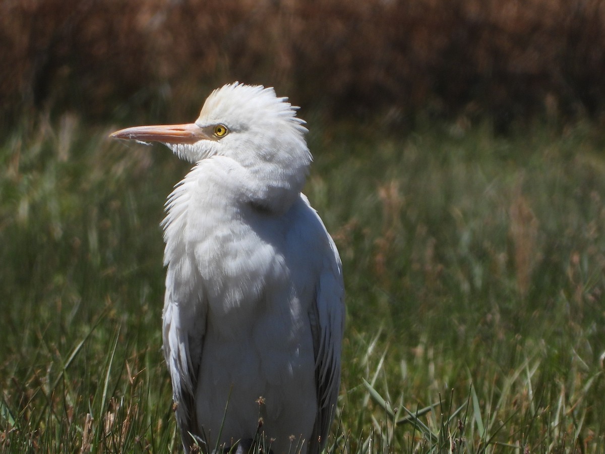 Eastern Cattle Egret - ML451765641