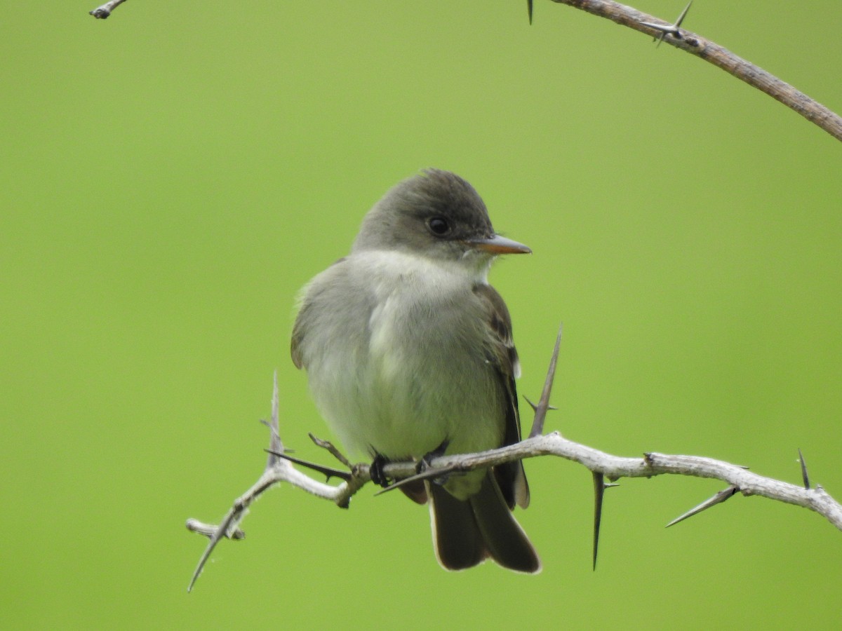 Eastern Wood-Pewee - ML451765831