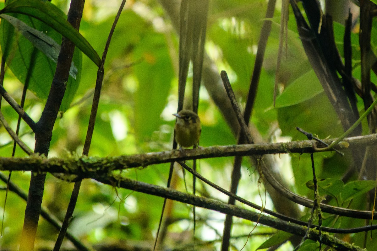 White-throated Spadebill - Leidy Arevalo Villamor