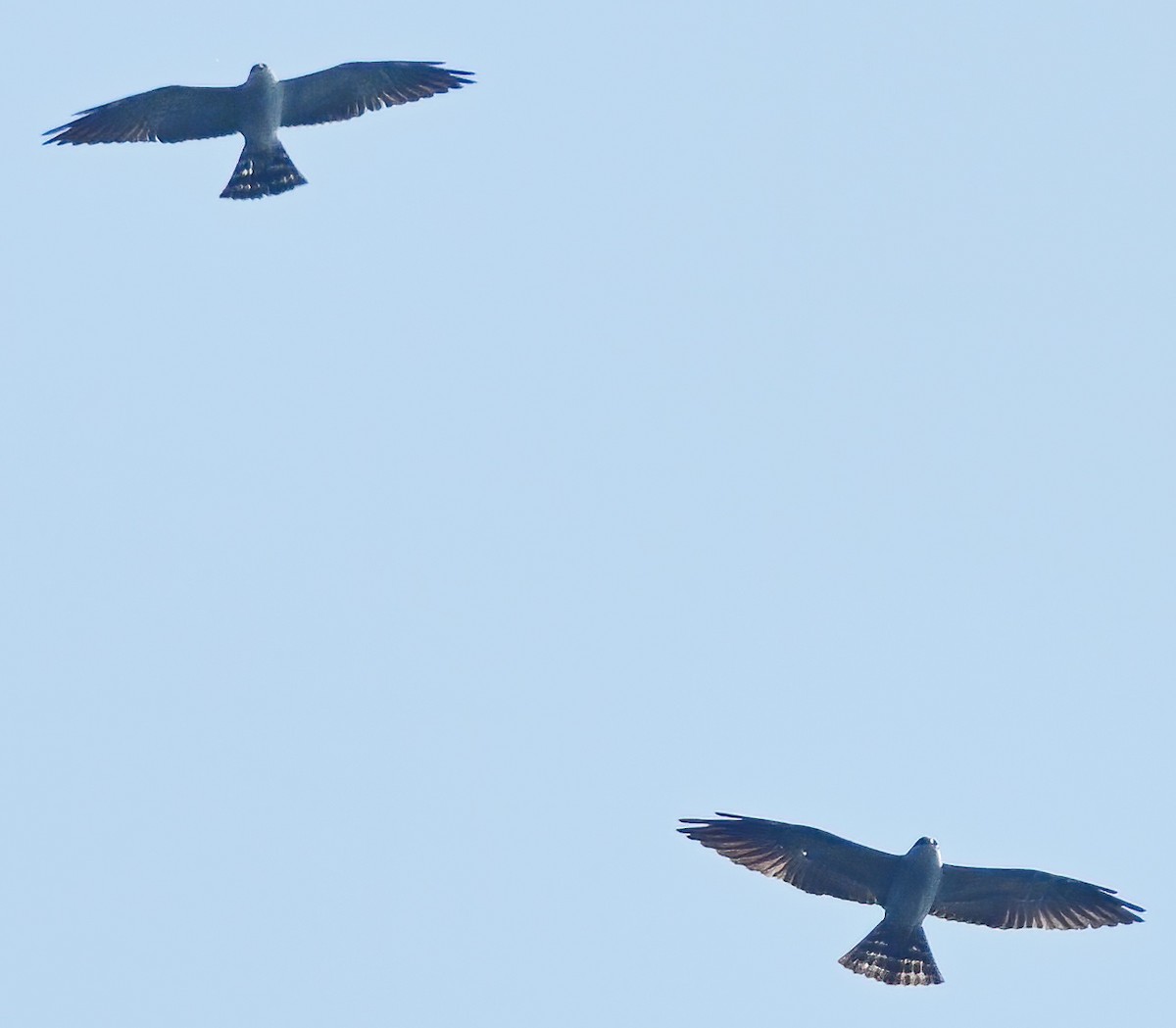 Mississippi Kite - ML451768001