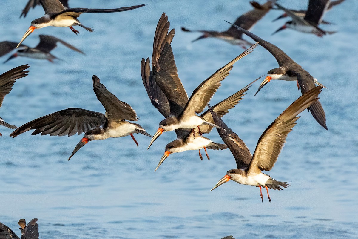 Black Skimmer - ML451768041