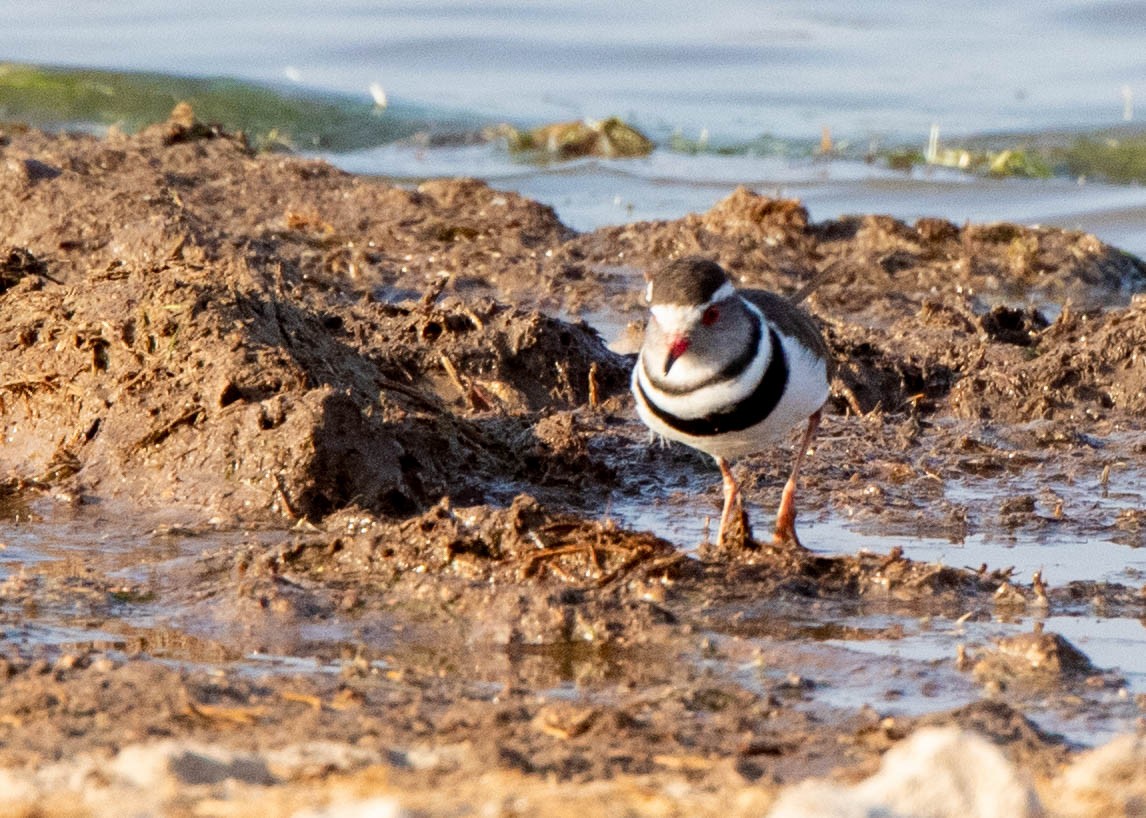 Three-banded Plover - ML451768311