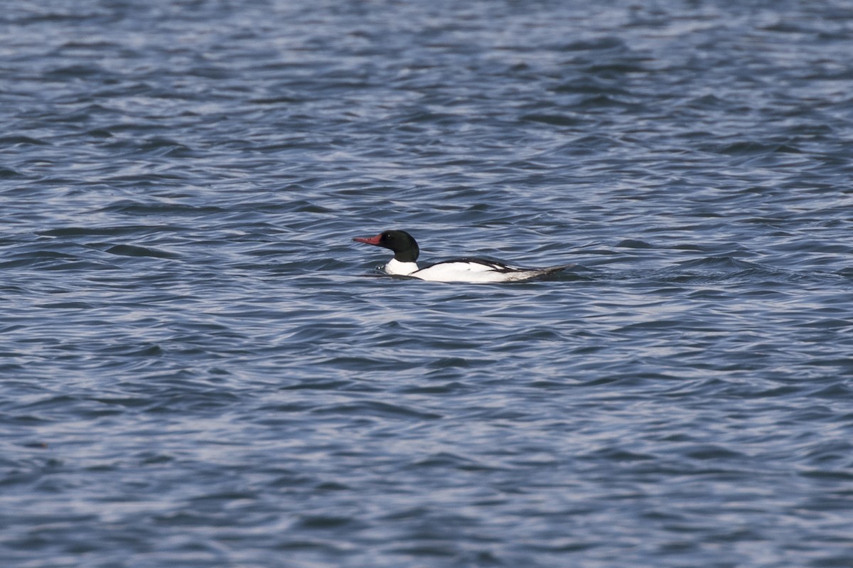 Common Merganser - ML451769251