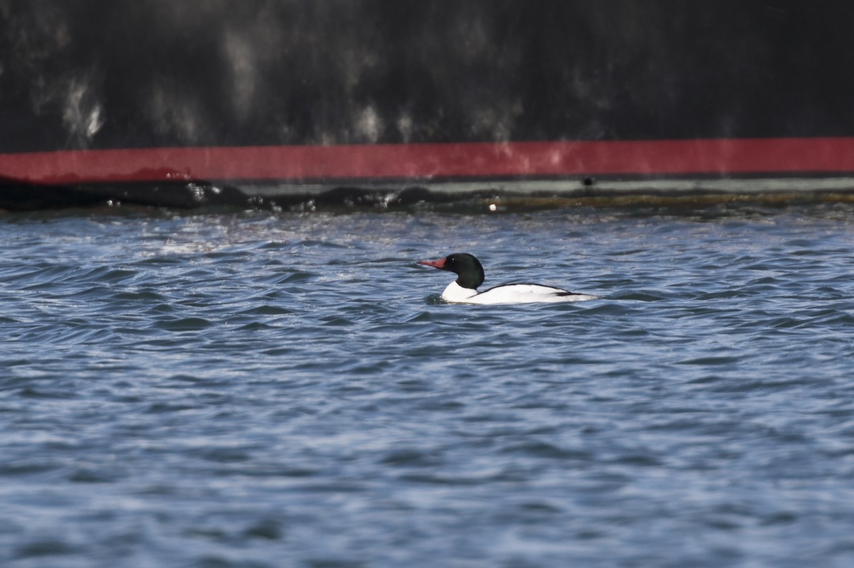 Common Merganser - ML451769261