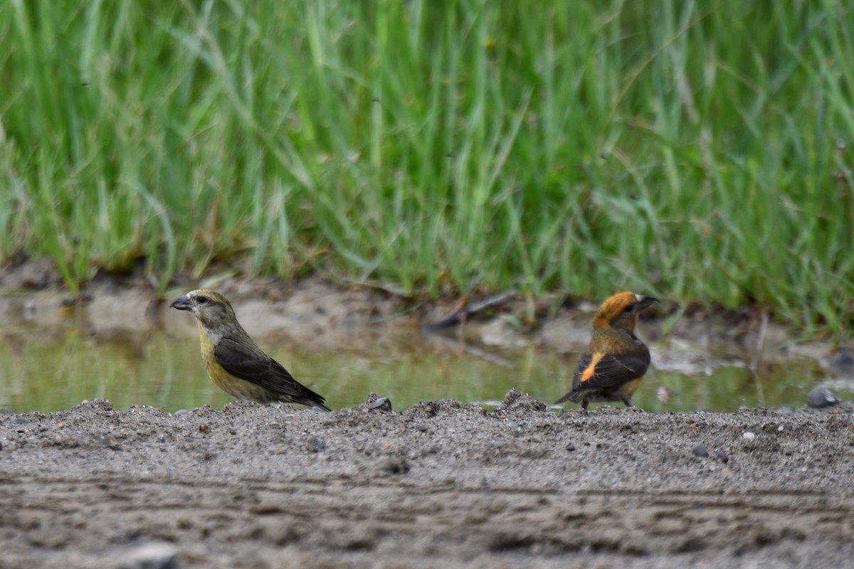 Red Crossbill - Jeremy Collison