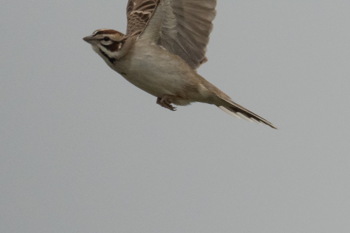 Lark Sparrow - ML451772661