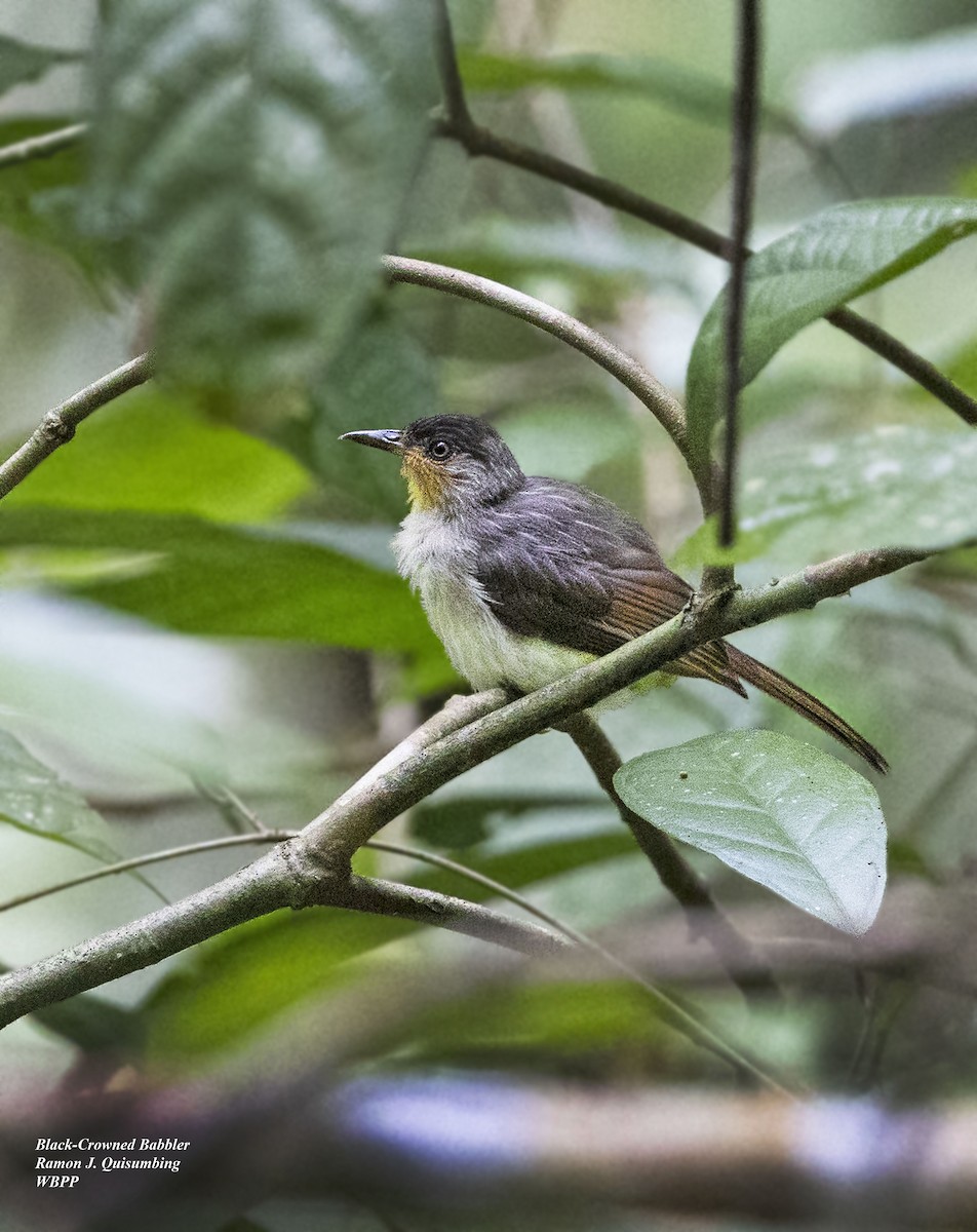 Visayan Babbler - ML451773521