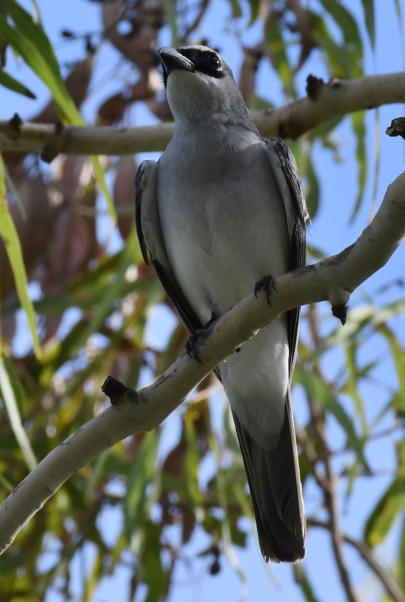 White-bellied Cuckooshrike - ML45177411