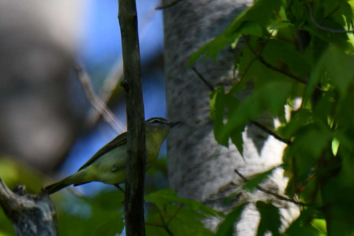 Vireo de Filadelfia - ML451775581