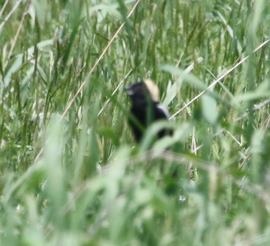 Bobolink - ML451775921