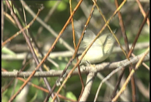 Ruby-crowned Kinglet - ML451776