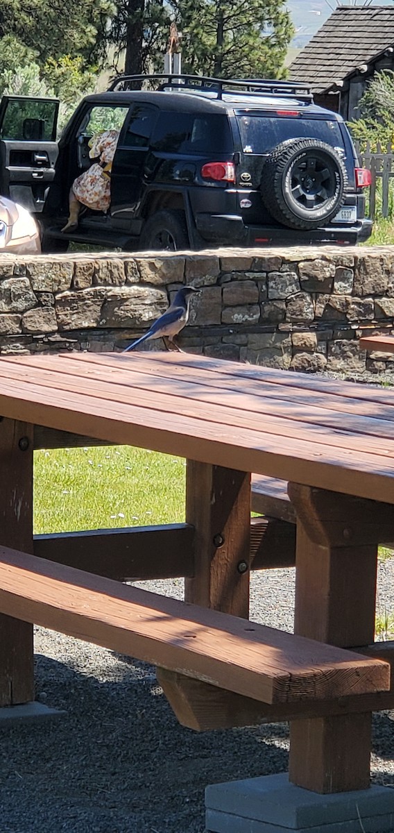 California Scrub-Jay - ML451776791