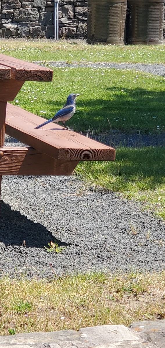 California Scrub-Jay - ML451776801