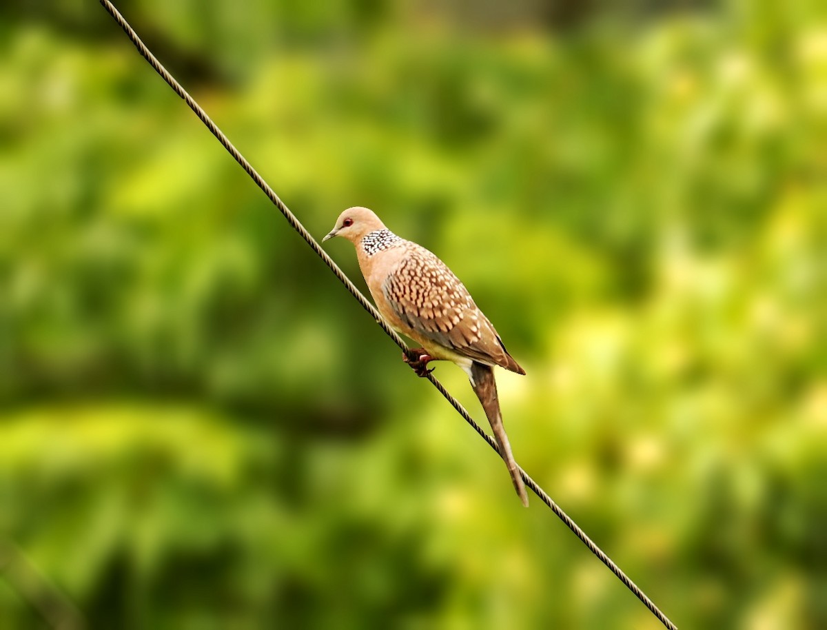 Spotted Dove - ML451777041