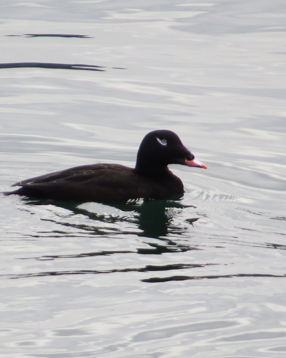 White-winged Scoter - ML45177831