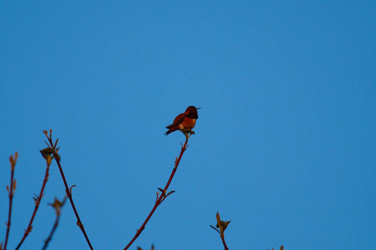 Rufous Hummingbird - ML451779581