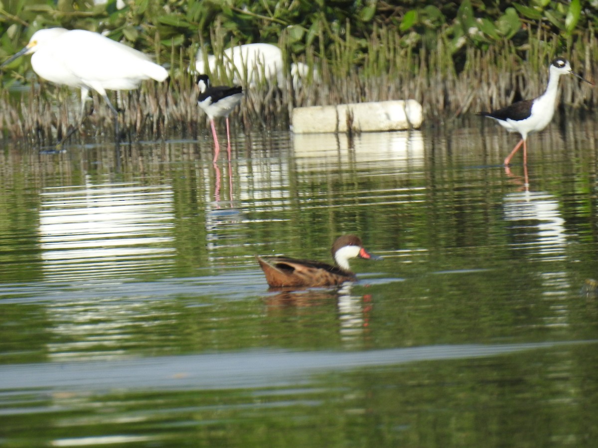 White-cheeked Pintail - ML451781201