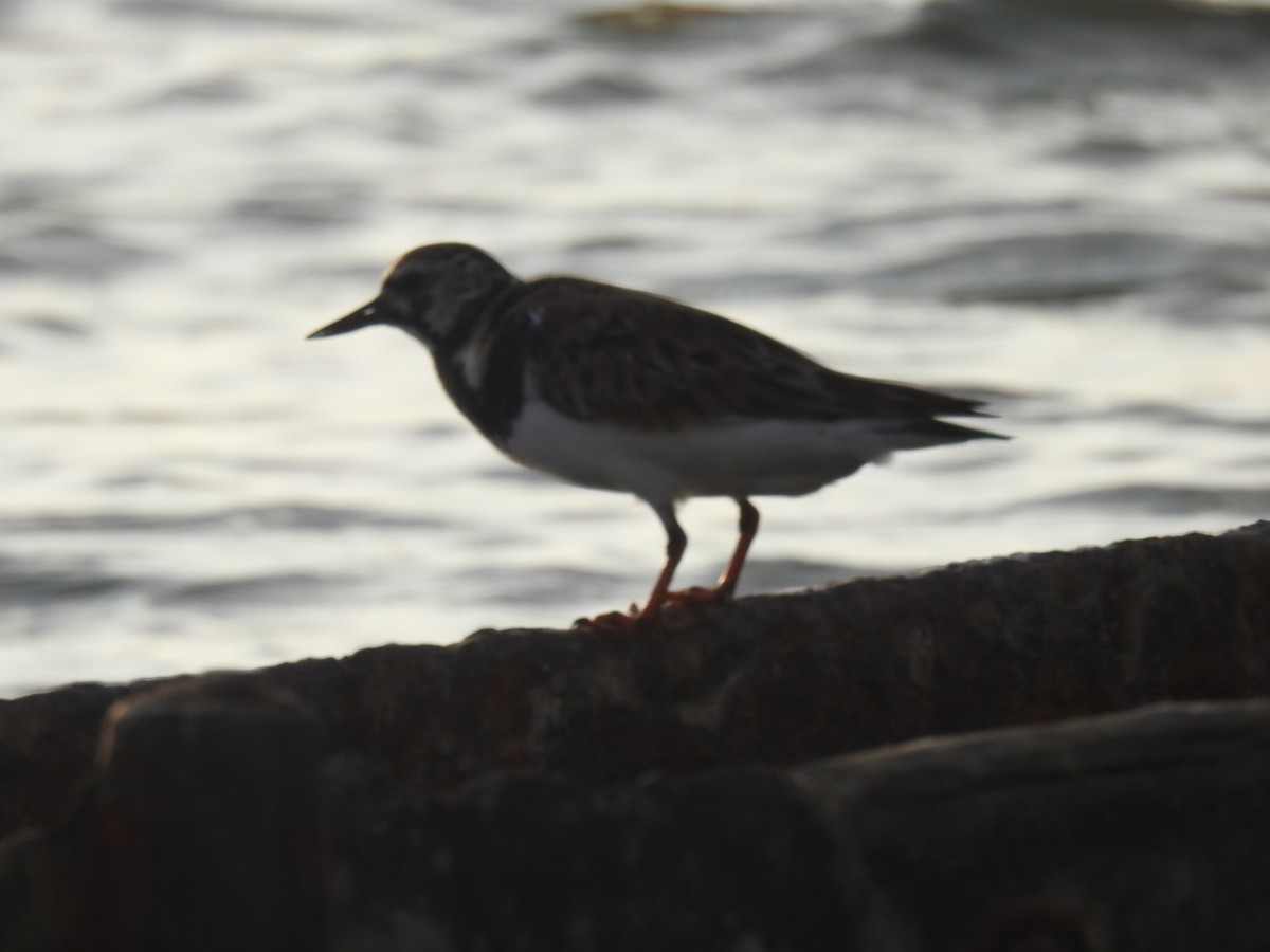 Ruddy Turnstone - ML451781461