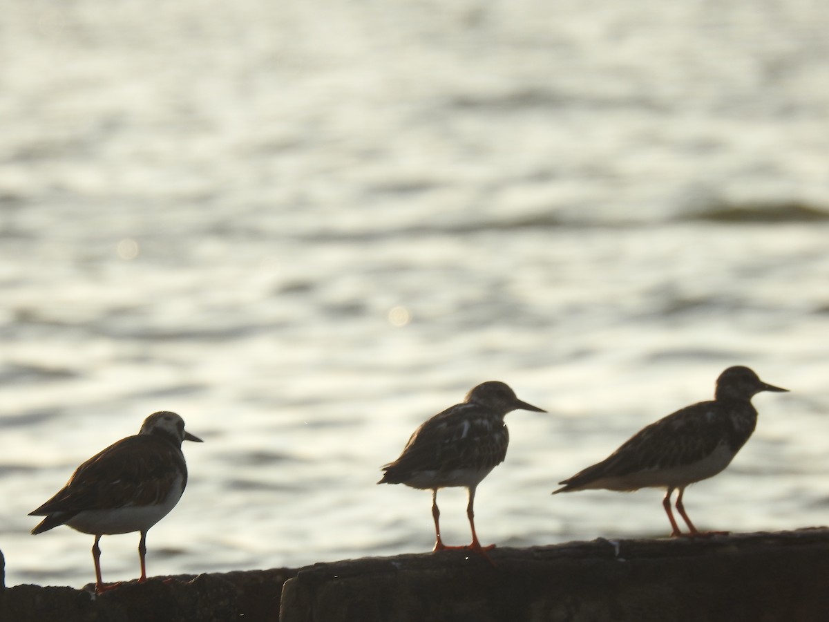 Ruddy Turnstone - ML451781491