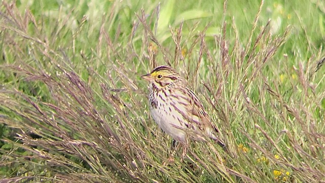 Savannah Sparrow - ML451783341