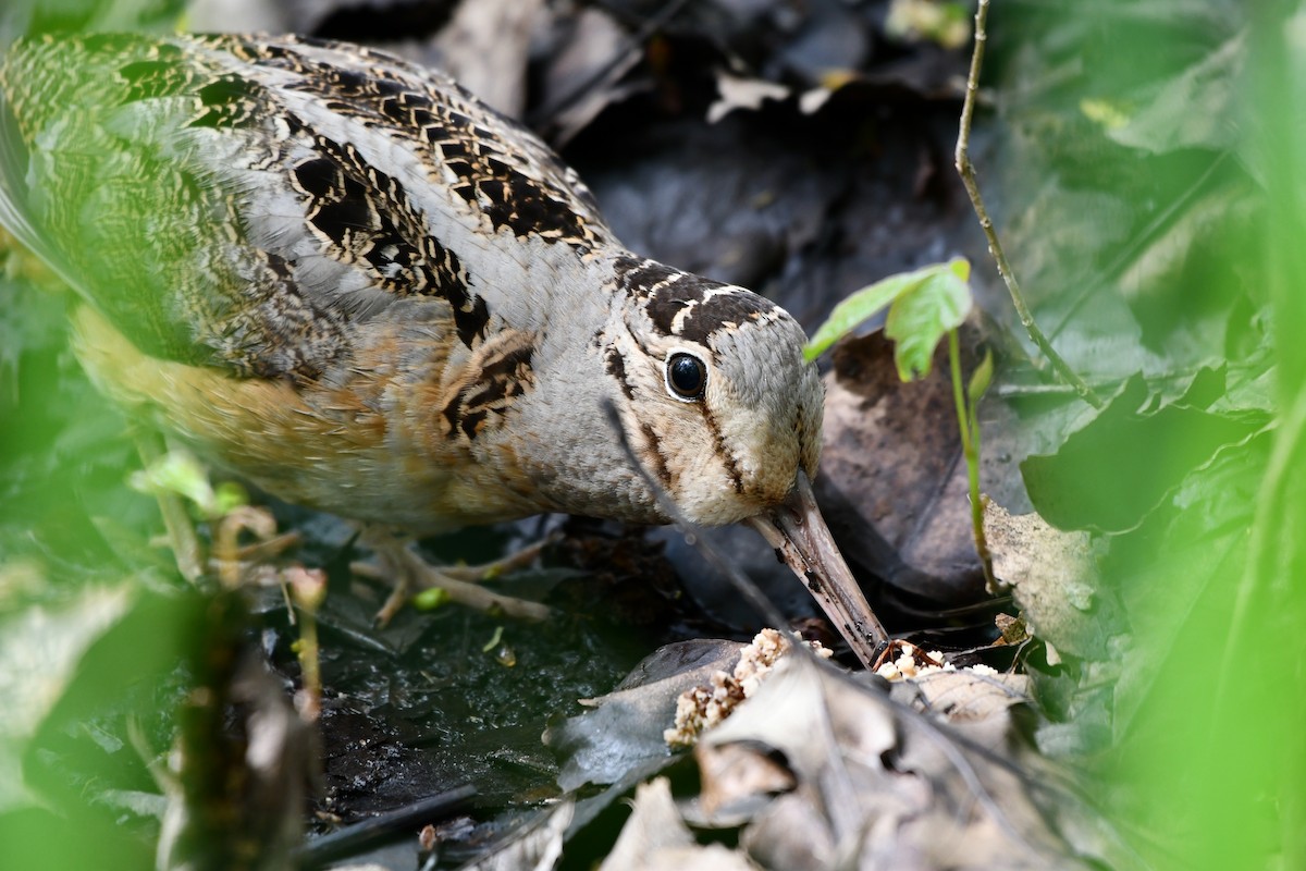 American Woodcock - Cameron Chevalier