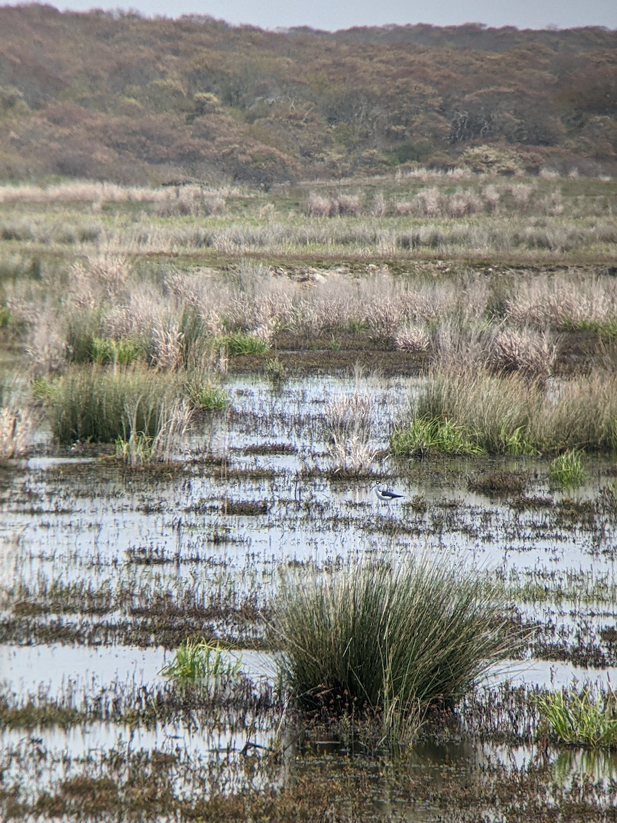 Black-necked Stilt - Spencer Kimble