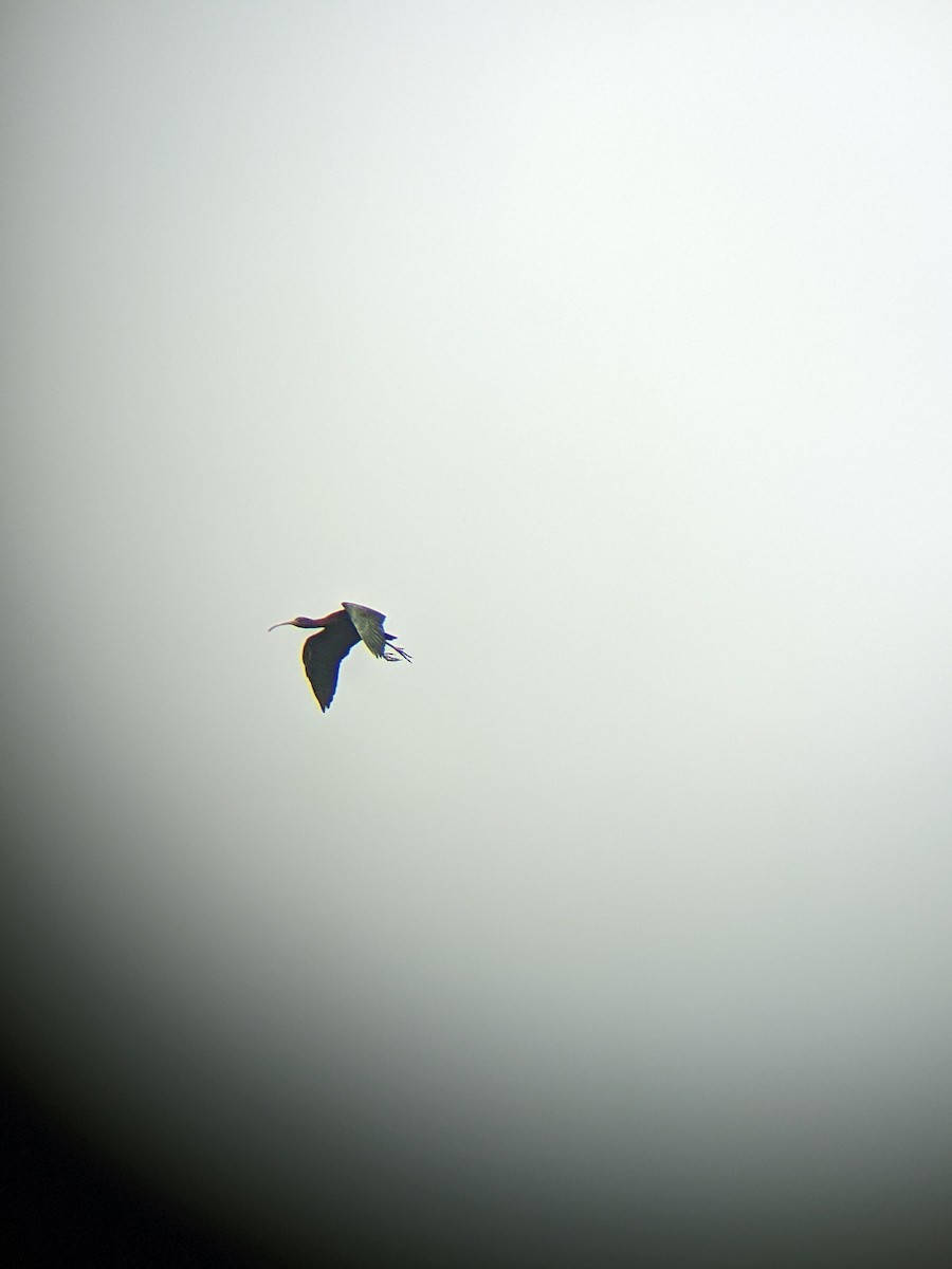 ibis hnědý x americký (hybrid) - ML451784621