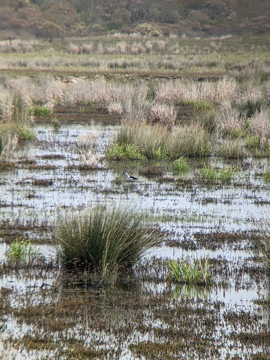 Cigüeñuela Cuellinegra - ML451784921