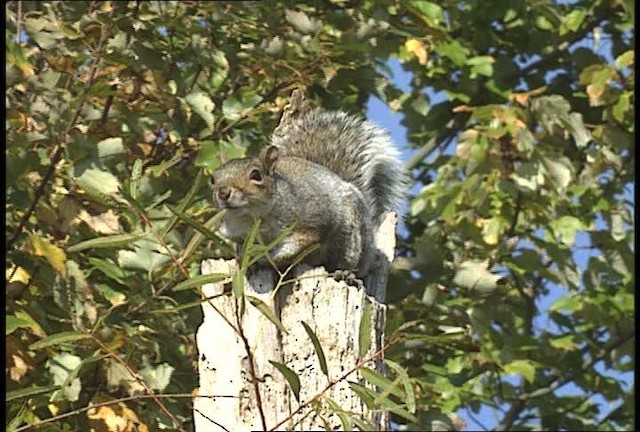 eastern gray squirrel - ML451785