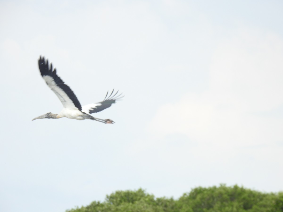 Wood Stork - ML451785911