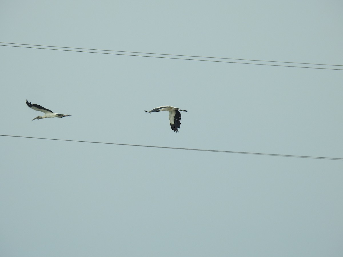 Wood Stork - ML451785941