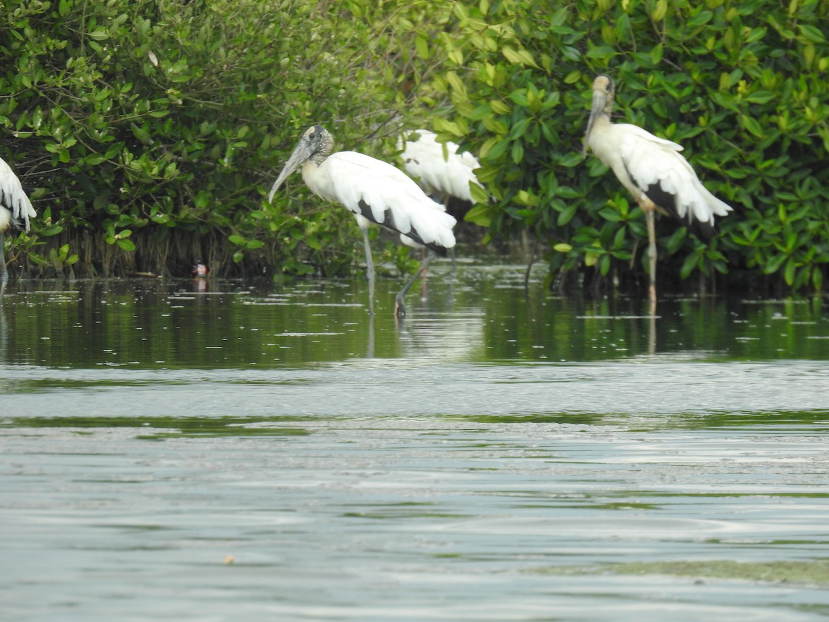 Wood Stork - ML451785971