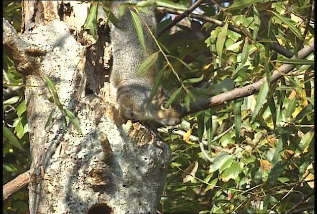 eastern gray squirrel - ML451786