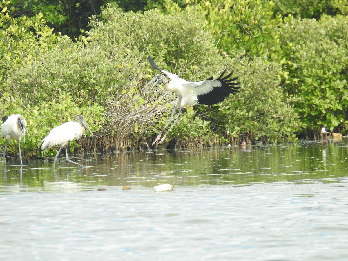 Wood Stork - ML451786001