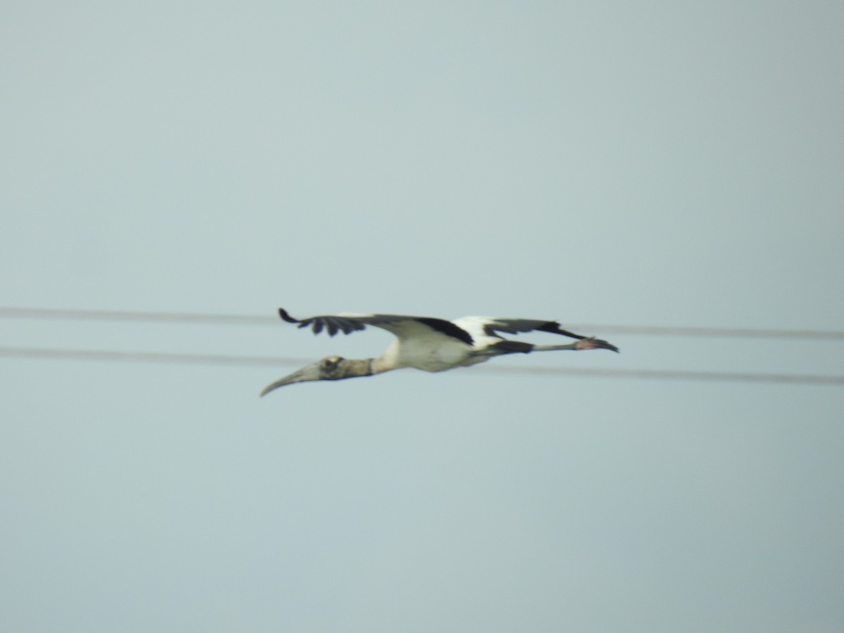 Wood Stork - ML451786101