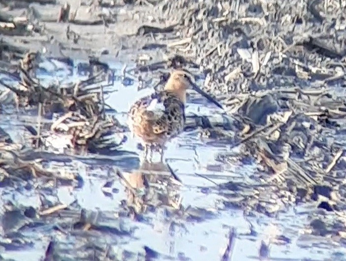 Short-billed Dowitcher - Richard  Lechleitner