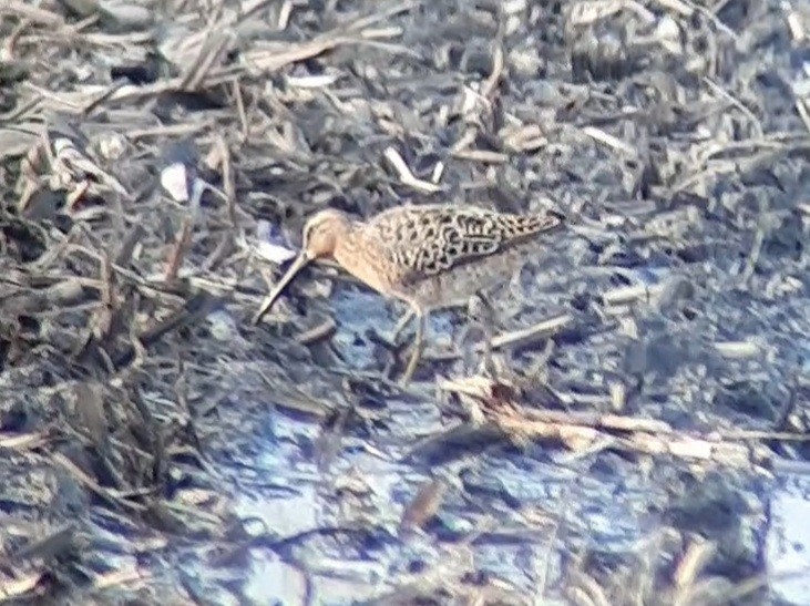 Short-billed Dowitcher - ML451787131