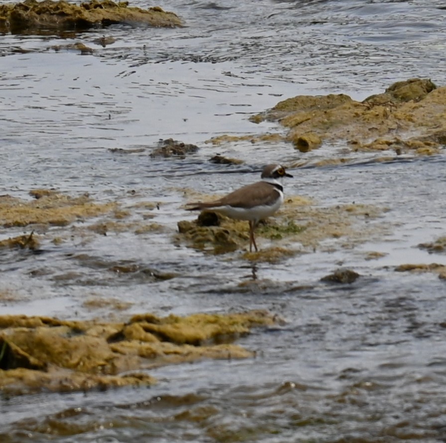 Little Ringed Plover - ML451787651