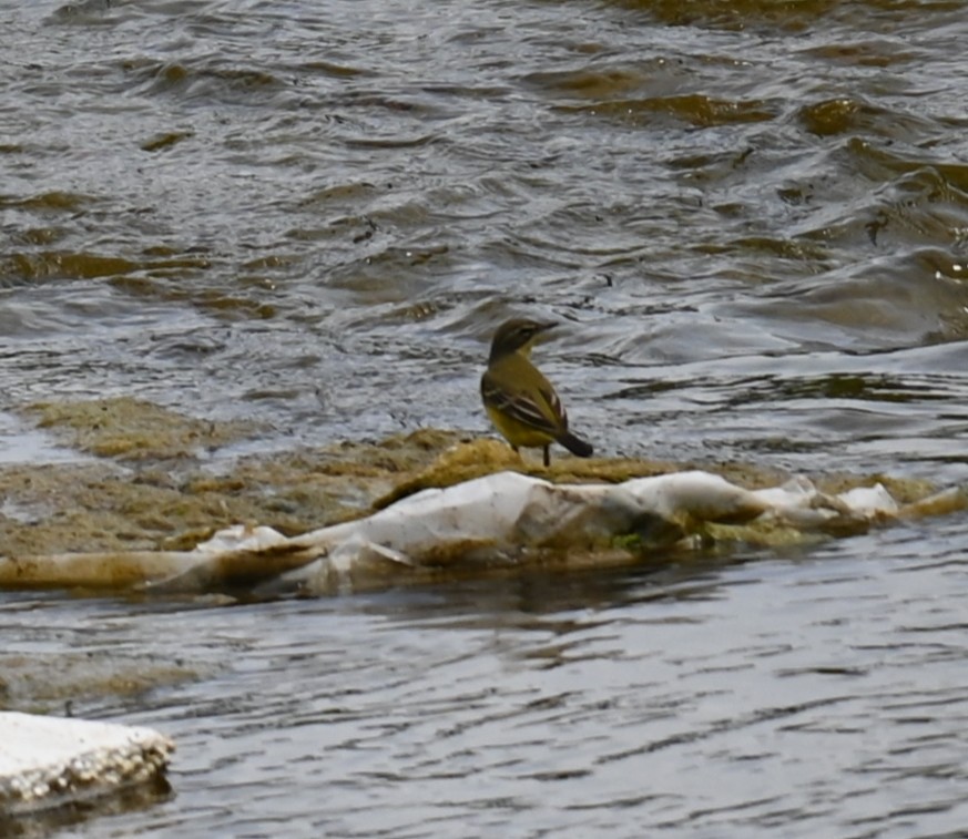 Western Yellow Wagtail - ML451787751