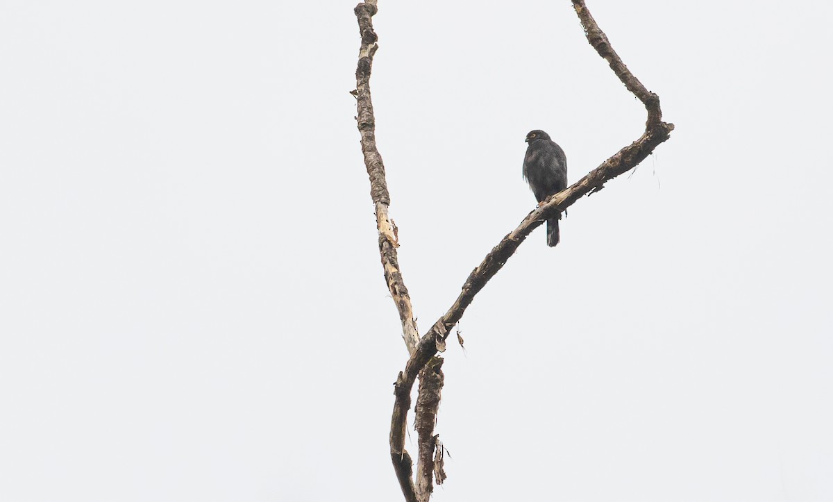 Sharp-shinned Hawk (Plain-breasted) - ML451787811