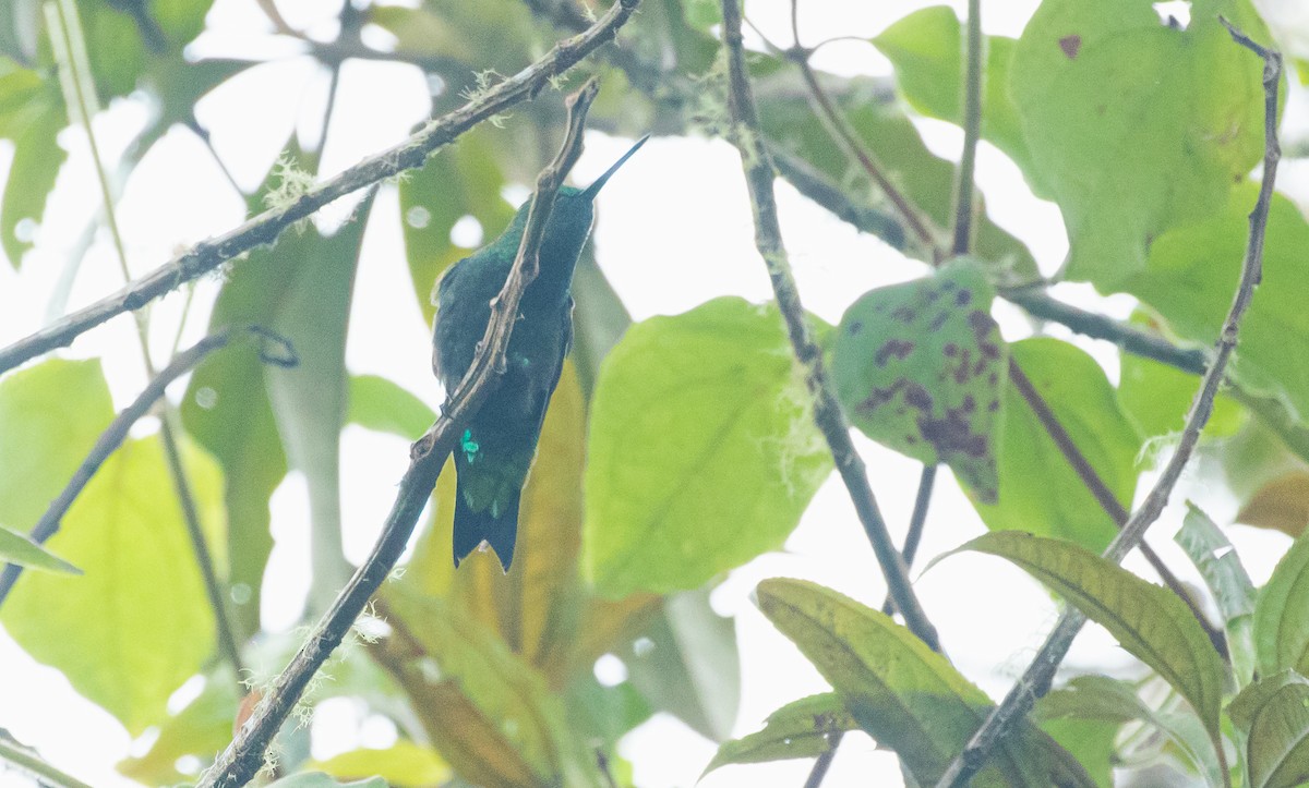 Black-thighed Puffleg - ML451788041