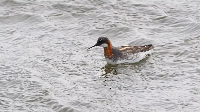 Red-necked Phalarope - ML451788341