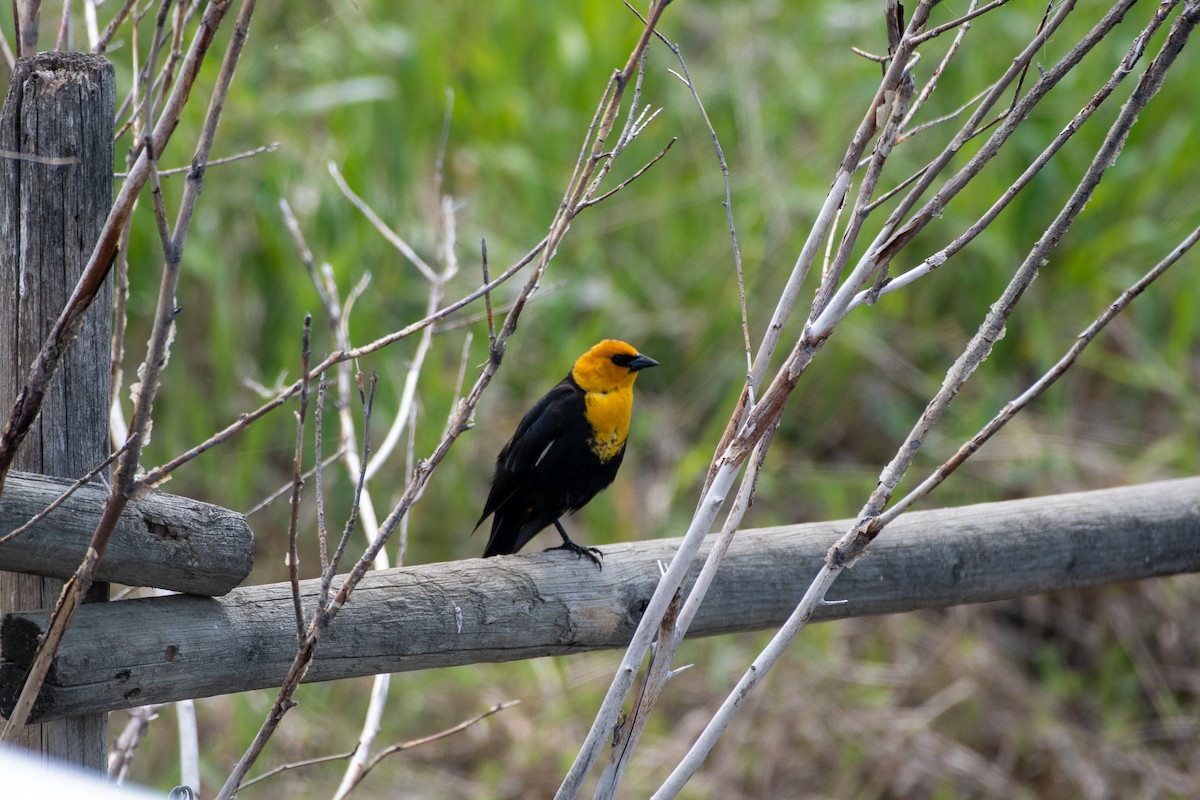 Yellow-headed Blackbird - ML451788391
