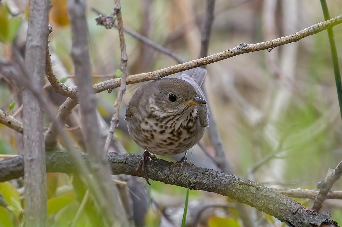 Gray-cheeked Thrush - ML451788451