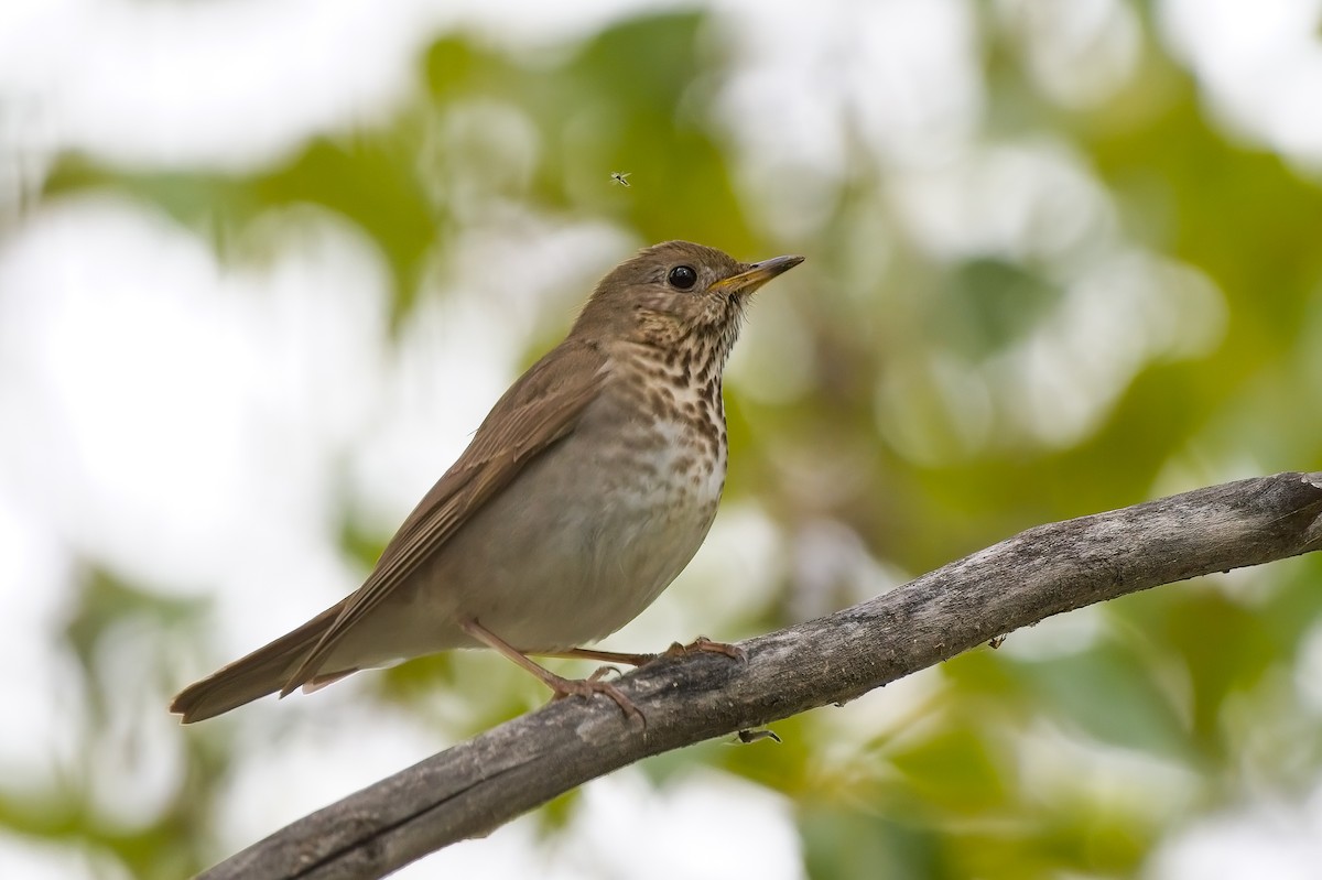 Gray-cheeked Thrush - ML451788471