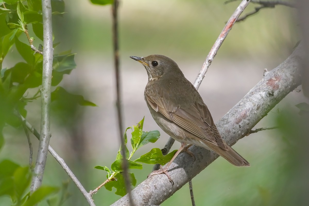 Gray-cheeked Thrush - ML451788481